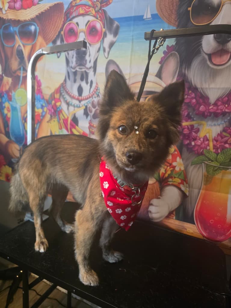 Perrito atigrado después