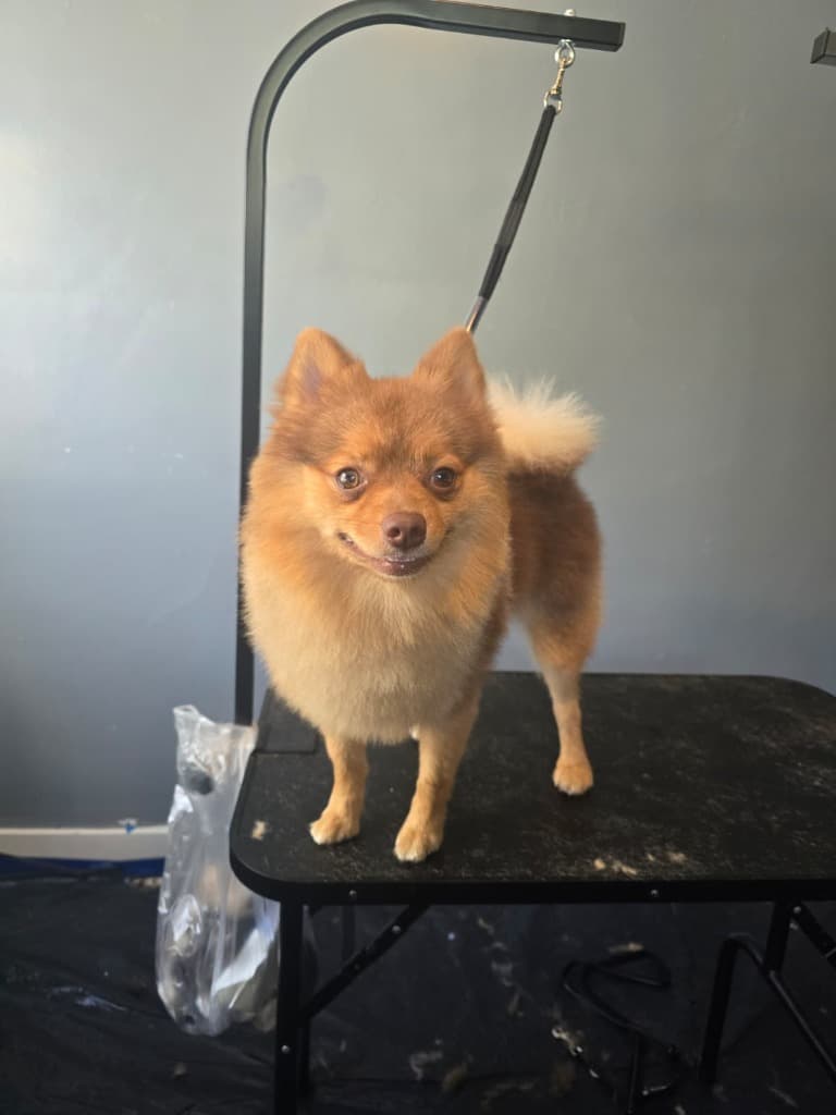 Pomerania después