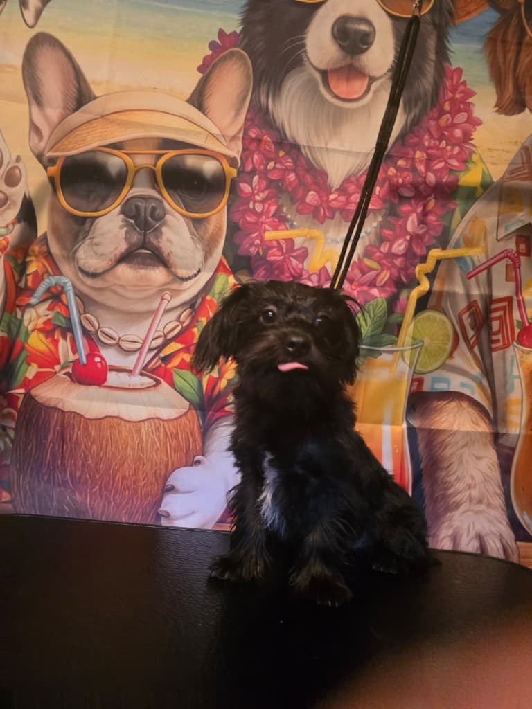 Perrito negro antes