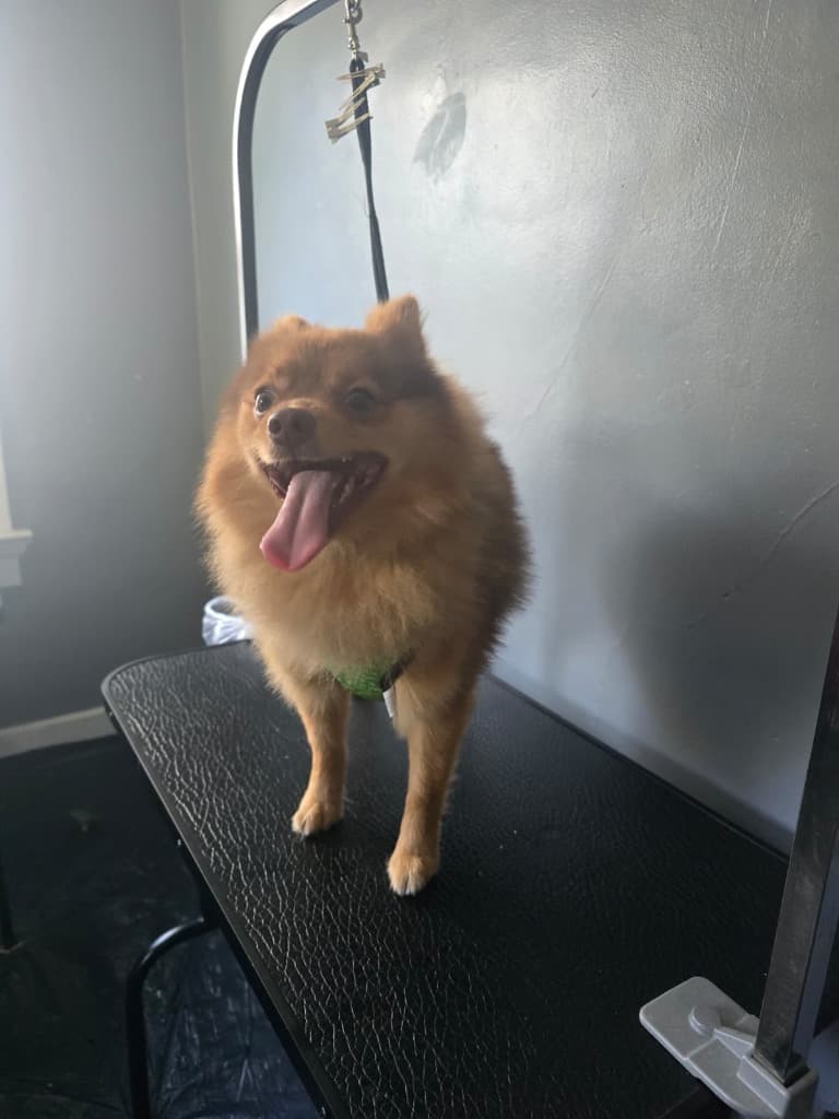 Pomerania antes