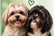 Cepillado & Deslanado Anti-Muda (De-shedding)